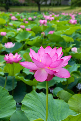 KRITHARTH lotus,kamal gatta Seed(14 per packet)