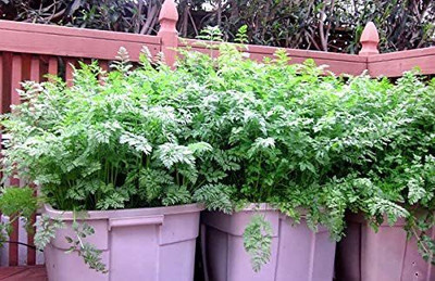 CYBEXIS PUAS-43 - Chinese Celery - (750 Seeds) Seed(750 per packet)