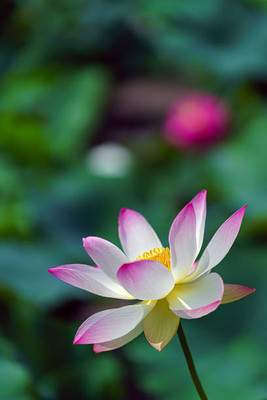 MYAT lotus,kamal gatta Seed(14 per packet)