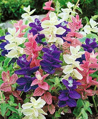 Qualtivate HUA-4A Clary Tricolor (Painted Sage) Seed(100 per packet)