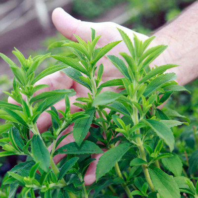 BJUBAS Stevia sugar free plant seeds Pack of 20 Seed(20 per packet)
