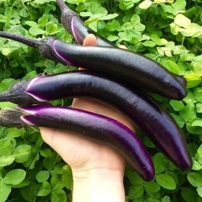 Qualtivate PUA-4A Brinjal (Ping Tung Long Seeds) Seed(300 per packet)