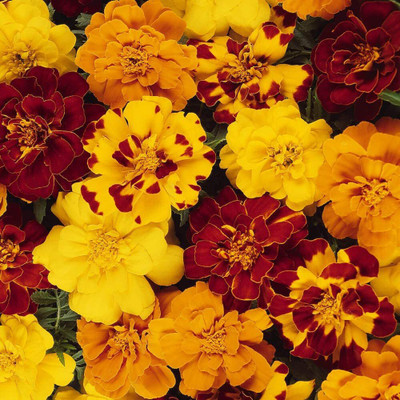 CYBEXIS NBIR-8 - French Marigold Mix - (2250 Seeds) Seed(2250 per packet)