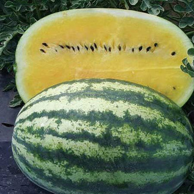VibeX VVI-55 - BLACK DIAMOND/YELLOW FLESH WATERMELON - (150 Seeds) Seed(150 per packet)