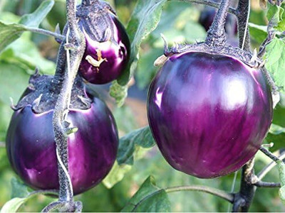 Biosnyg Abundant Yield BRINJAL EGGPLANT ROUND LILAC ORTHOMY ( Seeds) Seed(1000 per packet)