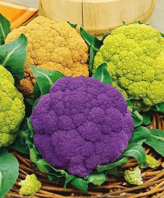 Qualtivate ICRA-7A Colorful Cauliflower Mix of 5 Varieties Seed(300 per packet)