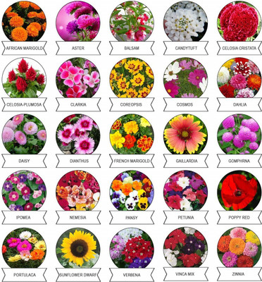 CYBEXIS 25 Varieties Imported Flower Combo Seed(10 g)