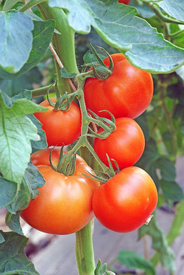 Grown Hub tomato Seed(85 per packet)