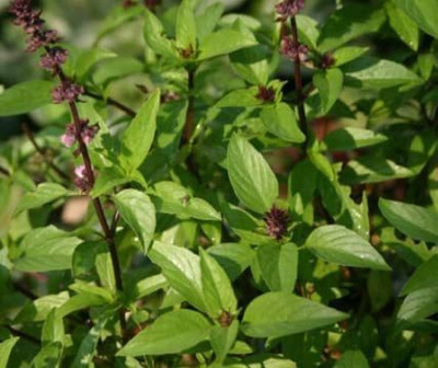 WILLVINE HUA-42 Sweet Cinnamon Basil Herb Seed(1000 per packet)