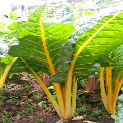CYBEXIS Swiss Chard Seeds2000 Seeds Seed(2000 per packet)