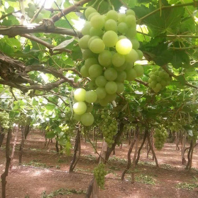 PASCLE Extra Sweet green grapes Seed(50 per packet)
