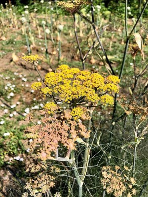 CYBEXIS GBPUT-27 - Bronze Fennel - (2250 Seeds) Seed(2250 per packet)