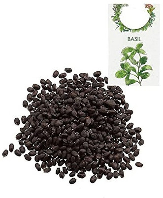 KNESSiN Basil Seed(1250 per packet)