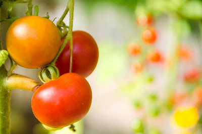 NIDHI AYURVEDIC tomato Seed(55 per packet)
