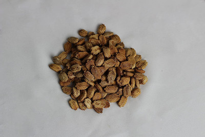 WILLVINE XL-292 Karela Summer Bitter Gourd F-1 Hybrid Seed(50 per packet)