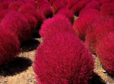 BDSresolve Red cochia seeds Pack of 43 Seed(43 per packet)
