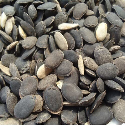 SUAA Sponge Gourd Seed(20 per packet)