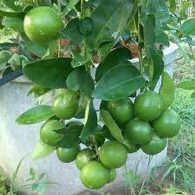 Aywal Citrus Limon (Lemon) Seed(5 per packet)
