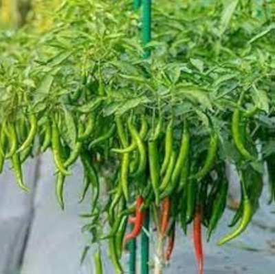ibains Chilli seeds combo Seed(80 per packet)