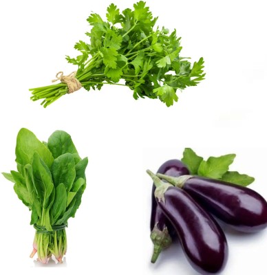 Garden Basket Palakbhaji (spinach)- Daniya(coriander )- Brinjal(begun)pack of 3 Seed(100 g)