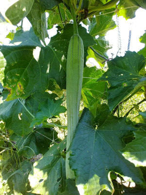Qualtivate PUAS-4A Organic Luffa Sponge Gourd Seeds Seed(50 per packet)