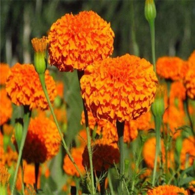 VibeX PAU-62 - Dark Orange Marigold - (750 Seeds) Seed(750 per packet)