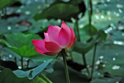 Greenery Seed Retail lotus,kamal seeds Seed(15 per packet)