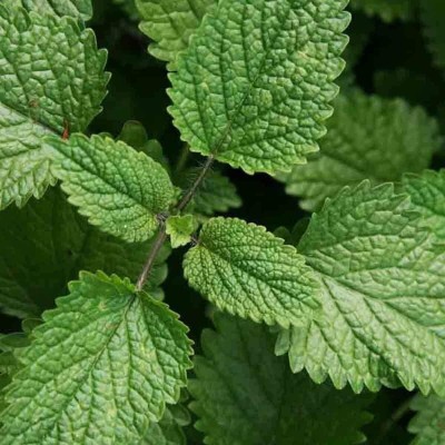 Qualtivate XL-28 Capricata Citronella Lemon Balm Seed(500 per packet)