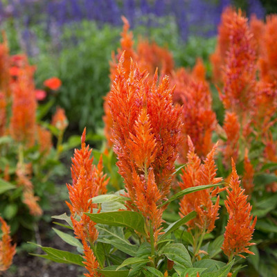 Lorvox Celosia Pulmosa Flower -Mixed Color Seed(55 per packet)