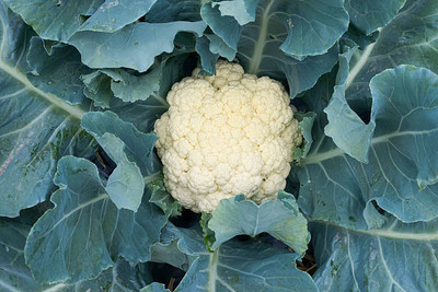 Arshiayat white cauliflower,gobhee seeds Seed(30 per packet)