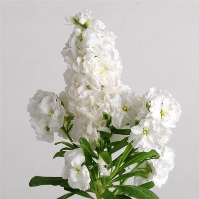 Aywal Stock Mixed Flower Seed(60 per packet)