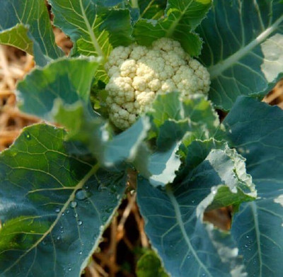 WILLVINE SCI -XII Cauliflower F1 Him Daksh Vegetable [50g, 15000 Seeds] Seed(15000 per packet)