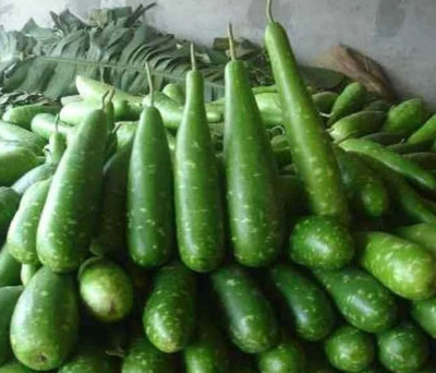 Quentova NAM TAO YAI Bottle Gourd Seeds-VXI Seed(75 per packet)