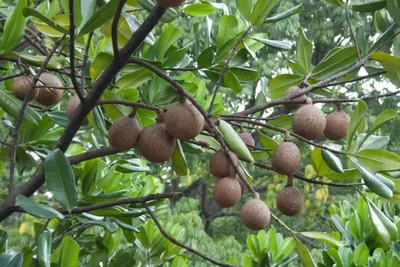 MAA Chikoo, Sapota, Chiku Seed(18 per packet)