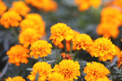 KANAYA marigold/gende ka phool flower seeds Seed(75 per packet)