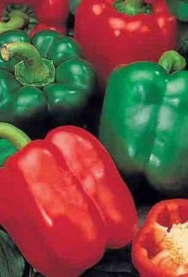 CYBEXIS Pepper Capsicum Californian Wonder - Seeds600 Seeds Seed(600 per packet)