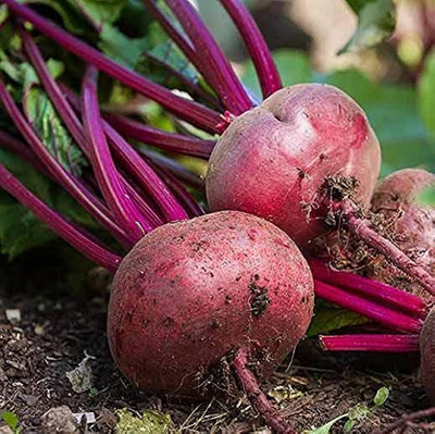 Cloud Farm hybrid beetroot seeds/beetroot seed 57 Seed(57 per packet)