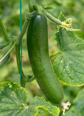 AFARTIOBINA 146 Pc Cucumber Seeds Seed(146 per packet)
