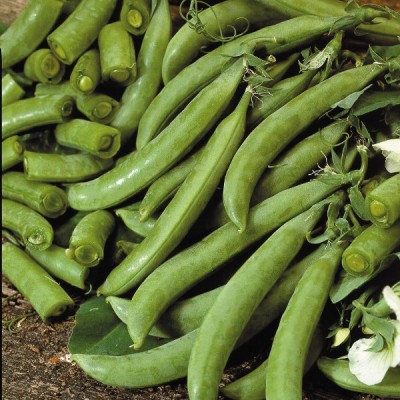 MYLAWN Pea Delikett Seed(100 per packet)