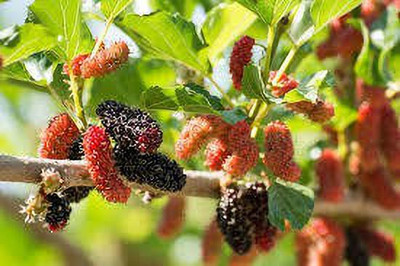 Oliver mulberry(shahatoot) fruit seeds Seed(67 per packet)