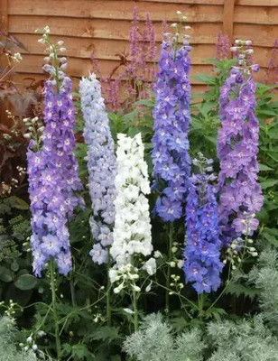 Aro Delphinium Seed(87 per packet)