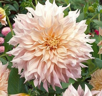 Qualtivate XLL-542 Garden Flowers Seed Dahlia Seed(50 per packet)