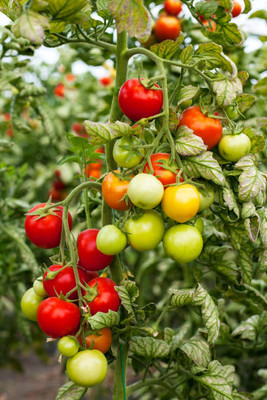 Vinayak Pestisides tomato Seed(60 per packet)