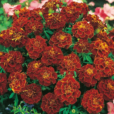 the green dotcom MariGold Red Flower Seed(51 per packet)