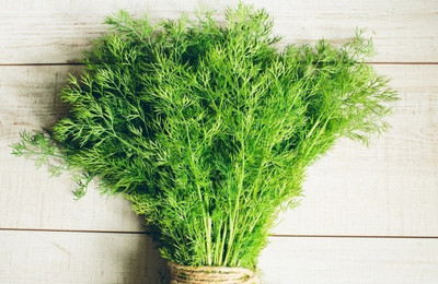 Quentova Garden Fennel - Anet Dill Moravan-IACR-3N Seed(300 per packet)