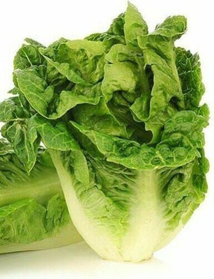 CYBEXIS Hardy Seeds of Lettuce Little Gem2000 Seeds Seed(2000 per packet)