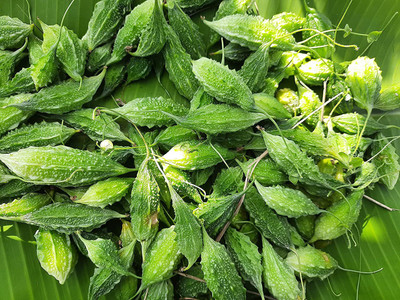 KANAYA Bitter Gourd (Karela) F1 Hybrid Imported Vegetable Seed(12 per packet)