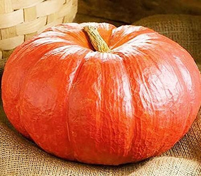 CRGO DIOART-ART-™Seeds Pumpkin Red Kavbuz-50 SEEDS-PS610 Seed(50 per packet)