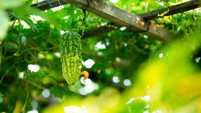 SIDDHARTH FISH FARM bitter gourd,karela seeds Seed(30 per packet)