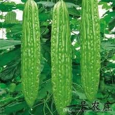 LPR KARELA ,BITTAR GOURD Seed(80 per packet)